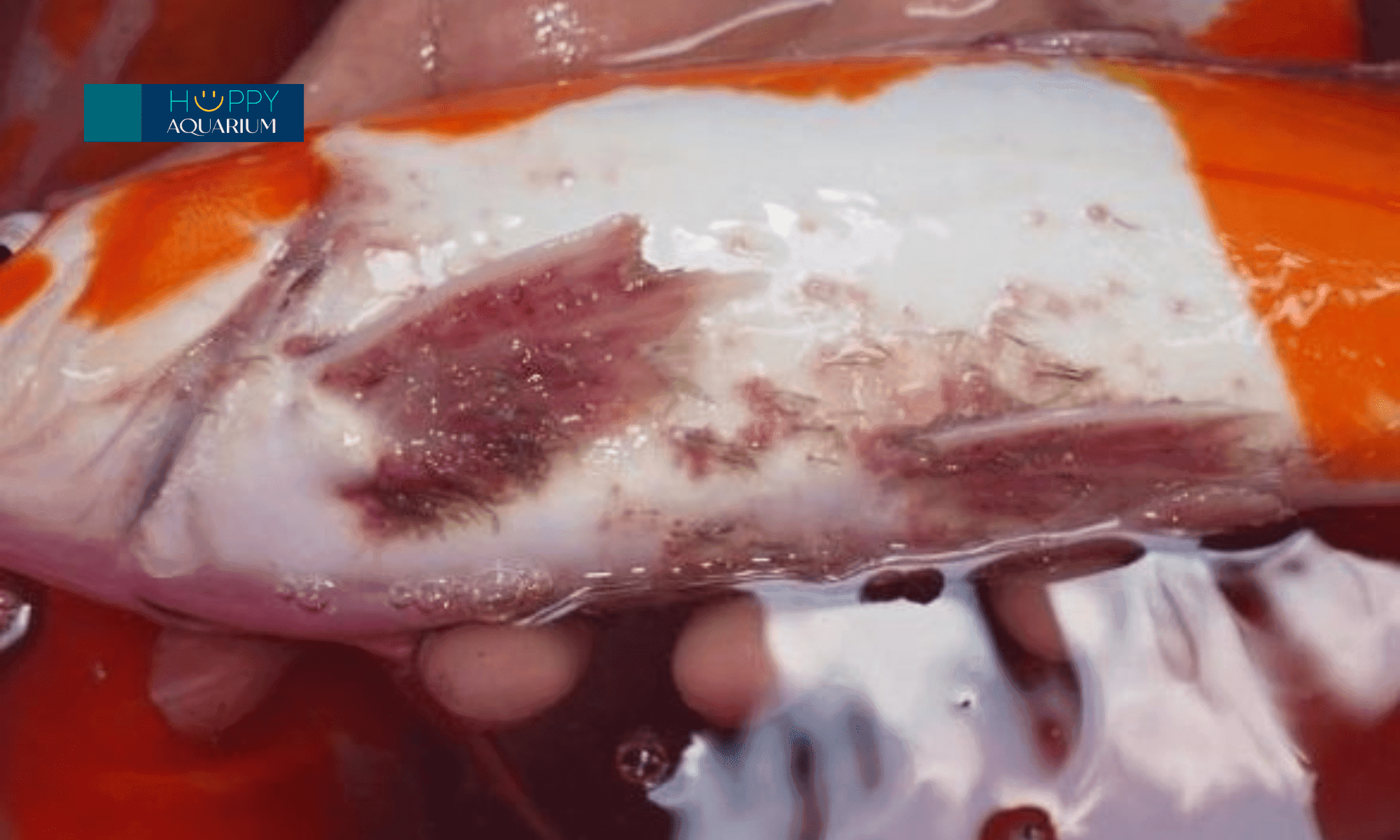 Alternative view of Glutaral Dow -  Diệt khuẩn vi rút, vi khuẩn, nấm trên cá cảnh