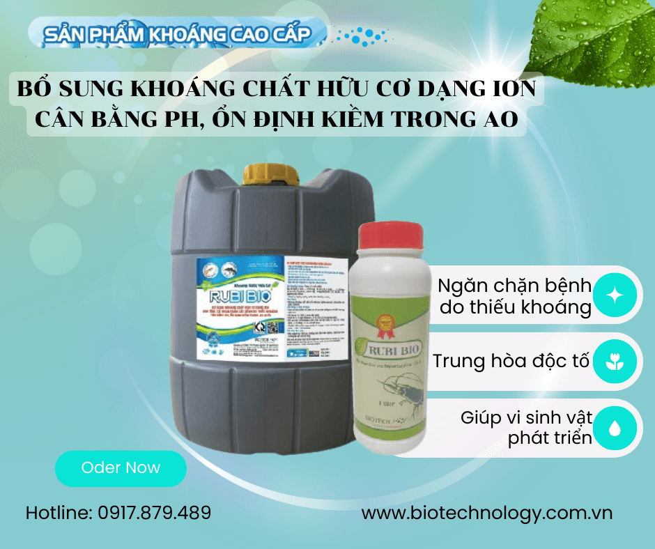 RUBI BIO - CHUYÊN GÂY TRÙN CHỈ ỐC GẠO, THỨC ĂN TỤ NHIÊN TRONG AO NUÔI TÔM, CÁ