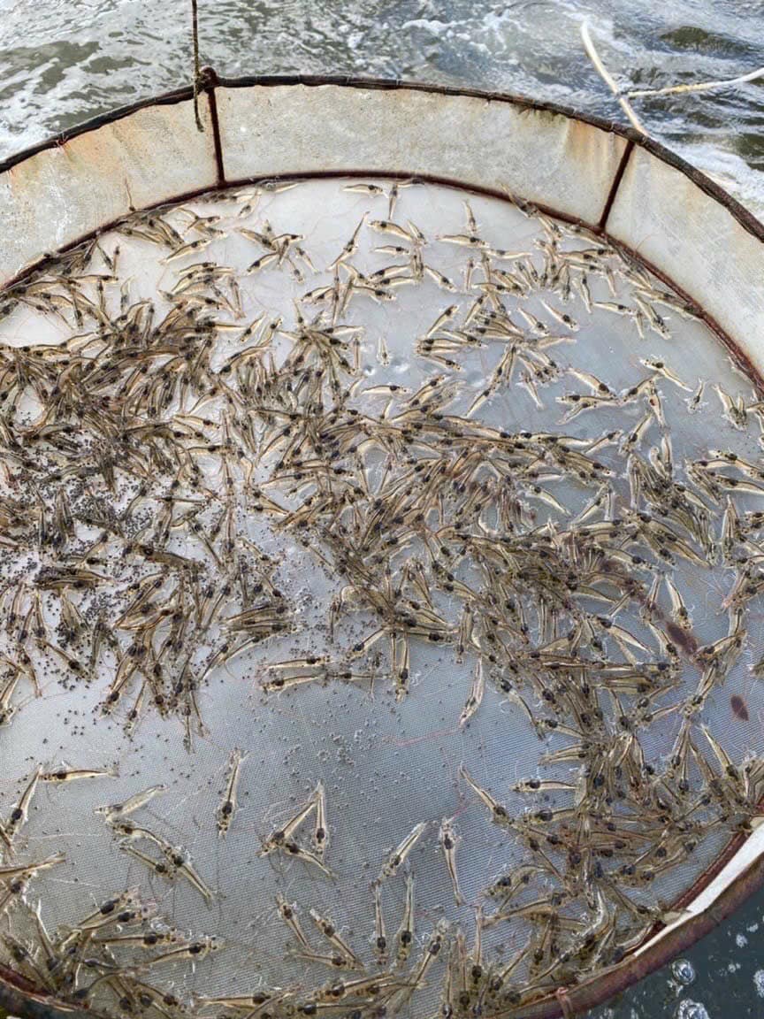 🦐 TÔM GIỐNG KHÔNG CHỈ LÀ CON GIỐNG — ĐÓ LÀ KHỞI NGUỒN CỦA MỘT VỤ NUÔI THÀNH CÔNG - Ảnh 3