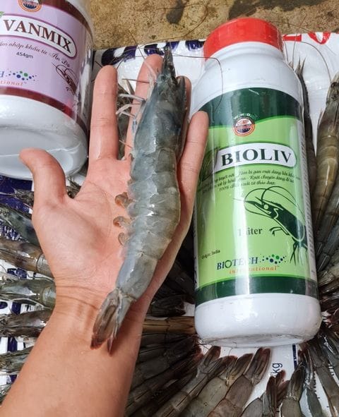 Bioliv cao cấp