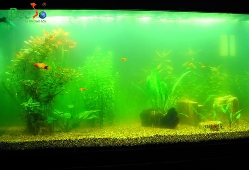 Alternative view of BIOAGE - diệt tảo xảnh, tảo lam trong ao, bể nuôi cá cảnh