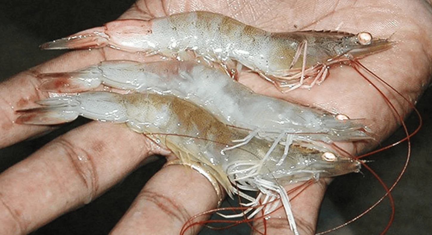 TCCA 90 - Trichloroisocyanuric Acid – 90% - giá tốt nhất thị trường - Ảnh 3