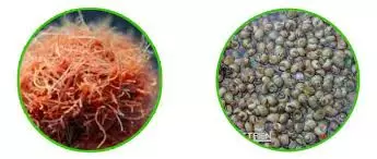 Alternative view of BIOTECH GREEN - GÂY TRÙN CHỈ, ỐC GẠO