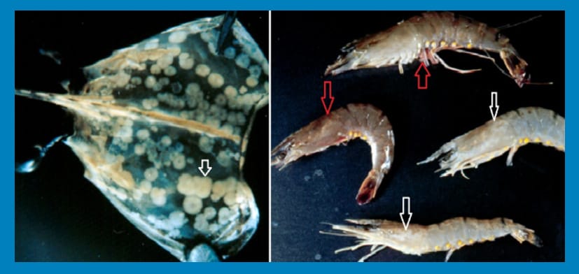 TCCA 90 - Trichloroisocyanuric Acid – 90% - giá tốt nhất thị trường - Ảnh 4