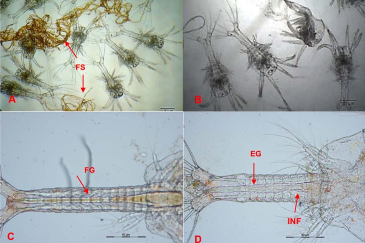 AQUA BKC 99 – Diệt khuẩn, sát trùng nguồn nước, xử lý cá bị lở loét, do vi khuẩn và nấm - Ảnh 4