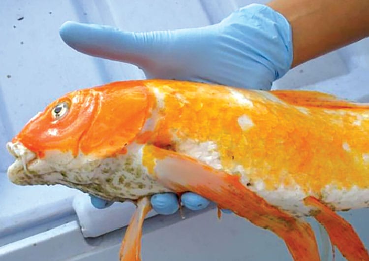 Glutaral Dow - Diệt khuẩn vi rút, vi khuẩn, nấm trên cá cảnh - Ảnh 3