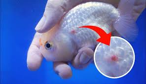 Glutaral Dow - Diệt khuẩn vi rút, vi khuẩn, nấm trên cá cảnh - Ảnh 4