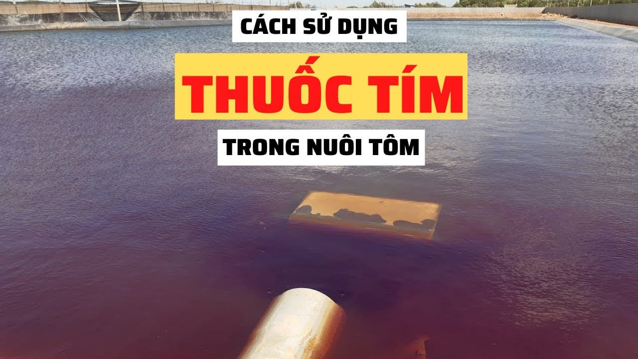 Alternative view of THUỐC TÍM (KMnO₄) - Ấn Độ hàm lượng 99% - nhập khẩu nguyên đai nguyên kiện