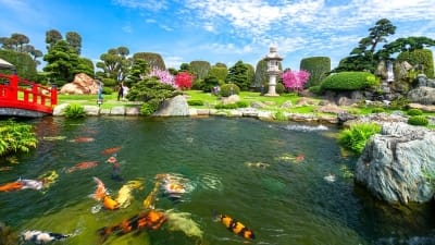 Alternative view of C300pro plus ( Vitamin C) - Bổ sung vitamin C, tăng sức đề kháng, giảm sốc cho cá