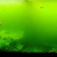 Alternative view of BIO DRT - Diệt rong , tảo trong ao bể nuôi cá cảnh.