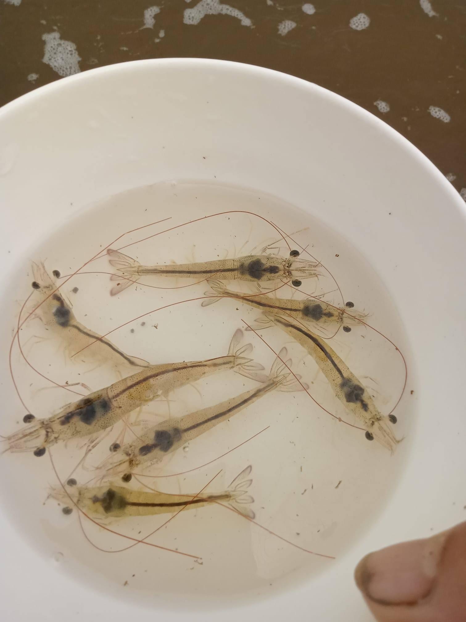 🦐 TÔM GIỐNG KHÔNG CHỈ LÀ CON GIỐNG — ĐÓ LÀ KHỞI NGUỒN CỦA MỘT VỤ NUÔI THÀNH CÔNG - Ảnh 4