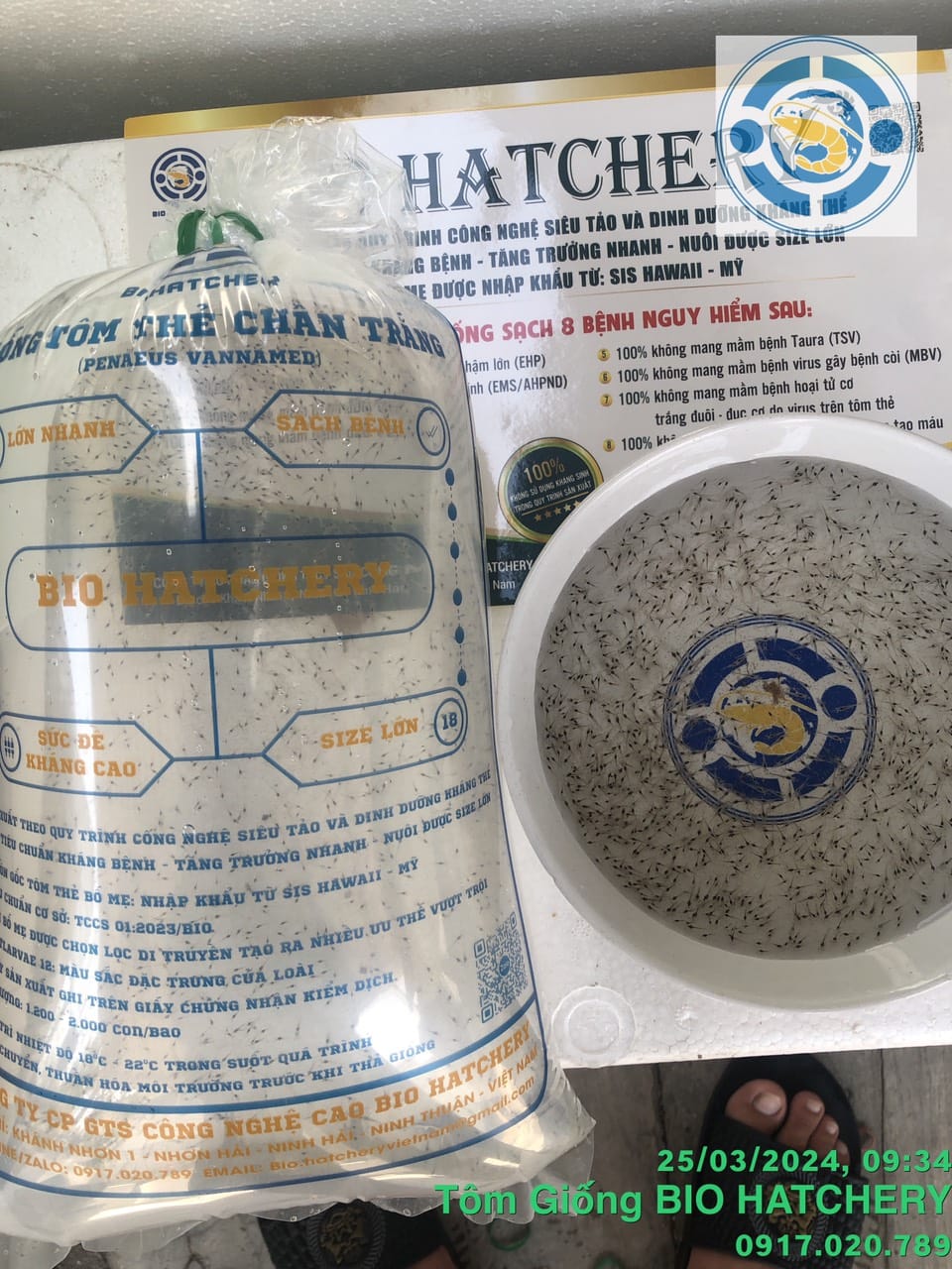 🦐 BÍ QUYẾT CHỌN TÔM GIỐNG CHUẨN – GỐC RỄ CỦA MỘT VỤ NUÔI THÀNH CÔNG