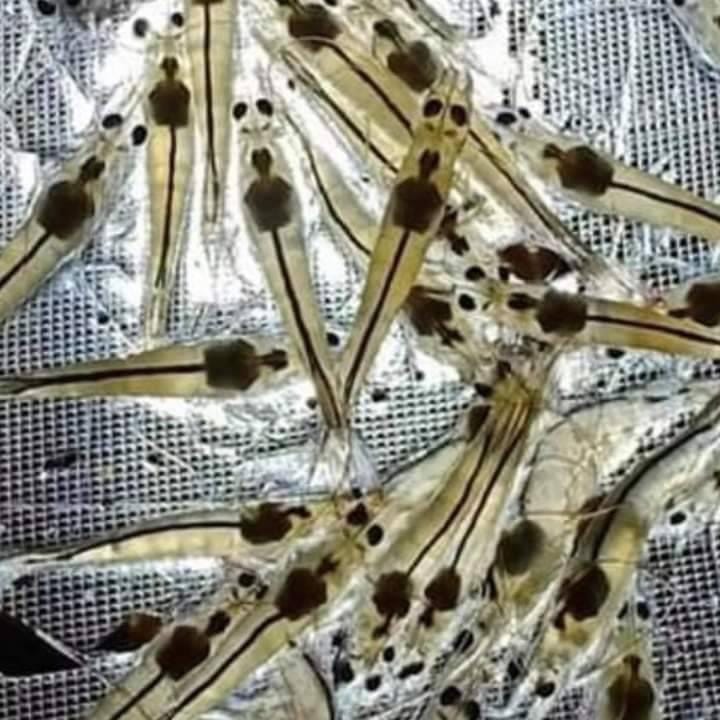 Alternative view of IMMONO WALL – TĂNG CƯỜNG MIỄN DỊCH TỰ NHIÊN CHO TÔM CÁ