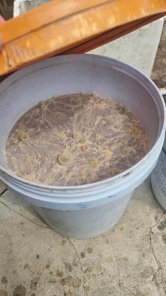 (HOT CHỈ 98K) BIO BZT CLEAR (Bio EM) - Men vi sinh kỵ khí thế hệ mới - Ảnh 5